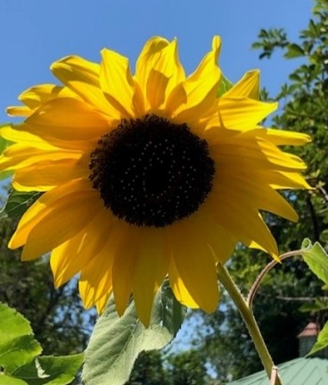 Letter of the Heart - Sunflower Shenanigans